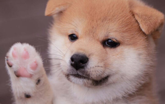 248% Weekly Gains — Baby Doge Coin Continues to Rally While Most Crypto Asset Markets Slump