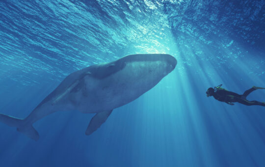 While Speculators Believe Bitcoin's Third-Largest Wallet Is a Mystery Whale, Onchain Data Suggests It's an Exchange – Featured Bitcoin News