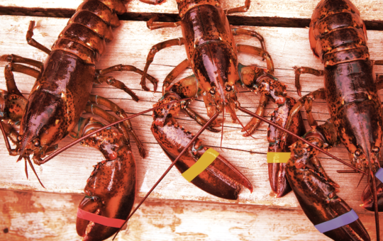 Buy an NFT, Get Maine Lobster Shipped to Your Door