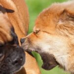 Bitcoin PUPS Up 81% Amid ‘First Memecoin’ on BTC Network Controversy