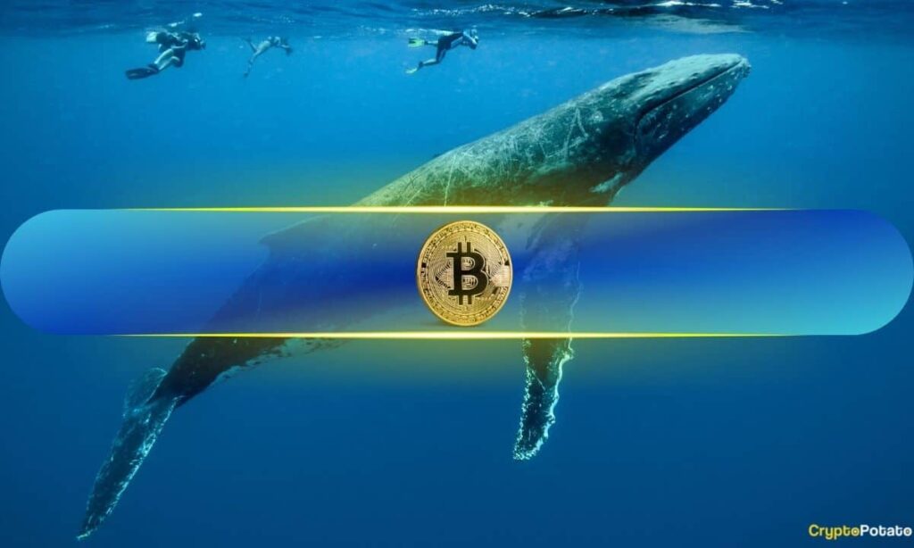 Over 40% of Bitcoin (BTC) Supply Now Held by This Group of Whale Addresses
