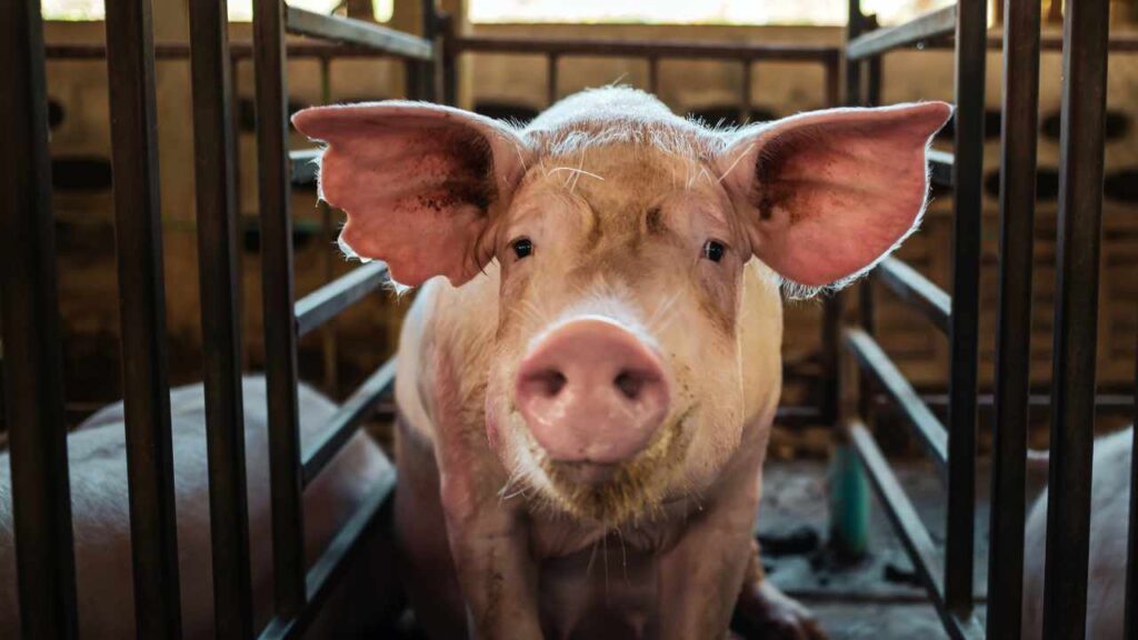 FBI Seizes $2.5M in Crypto From Thailand-Based Pig Butchering Scam Targeting Americans